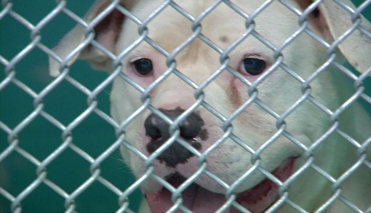 Brandywine SPCA helps with Harvey relief 47abc