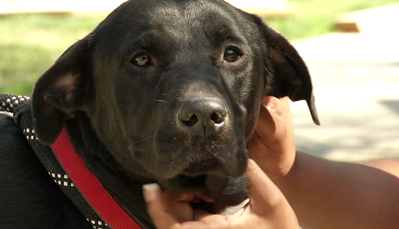 Brandywine Valley SPCA Looks to Purchase Facility for New Rehab Center