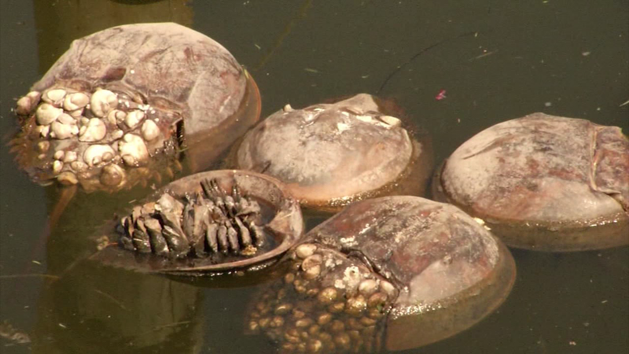Smelly final destination of OC horseshoe crabs 47abc