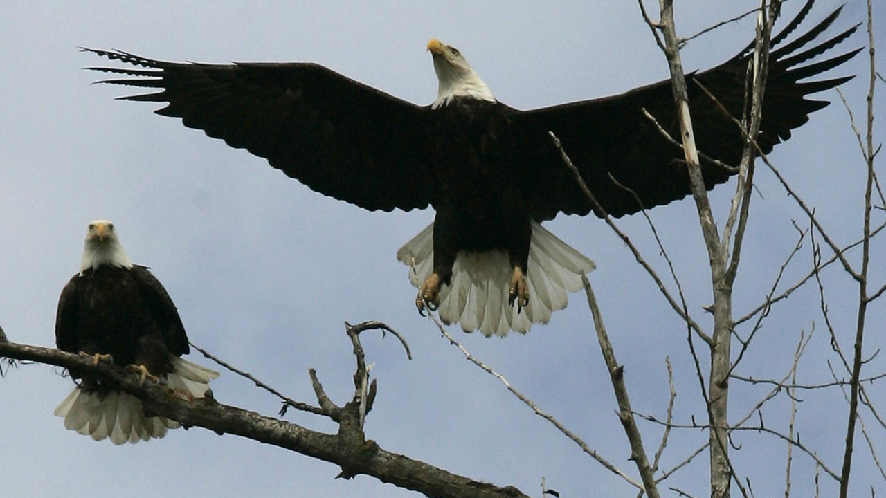 Maryland Eagles