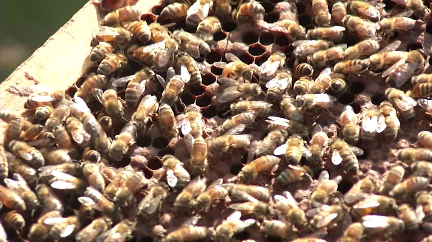 Delaware asking beekeepers and farmers to protect pollinators 47abc