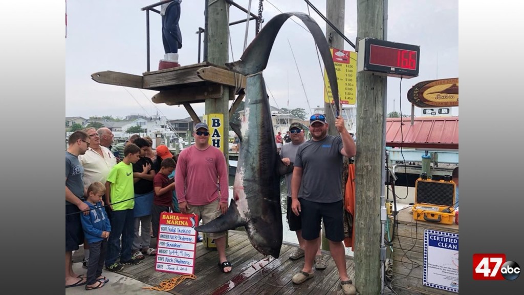 Officials: Over 300 lb. shark caught in the Chesapeake Bay - 47abc