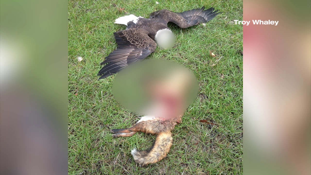 47 Abc Learns That Five More Bald Eagles Were Found Dead On An Easton Farm 47abc