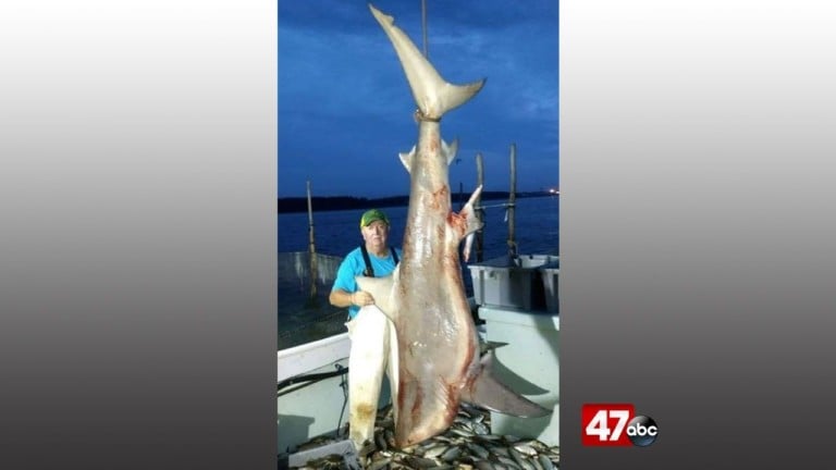 Officials: Over 300 lb. shark caught in the Chesapeake Bay - 47abc