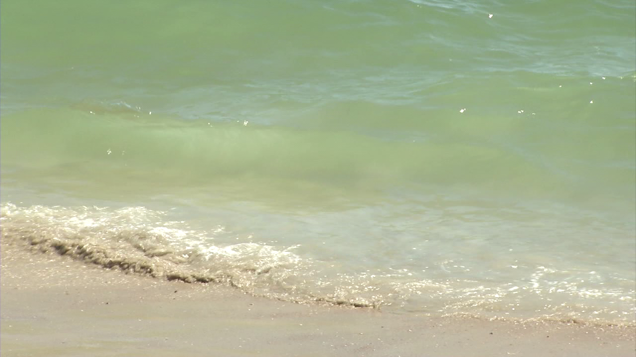 Lifeguards address "sea lice" scare in Ocean City 47abc