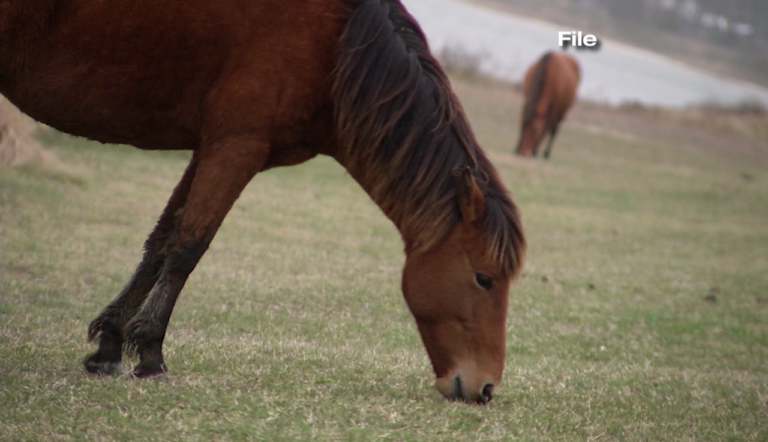 Assateague Island Alliance Sets Goal For Fed Horse Is A Dead Horse Campaign 47abc