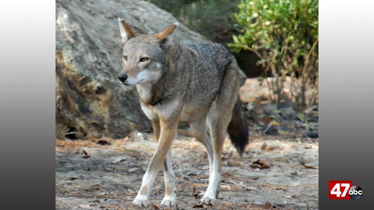 Salisbury Zoo announces passing of female red wolf - 47abc