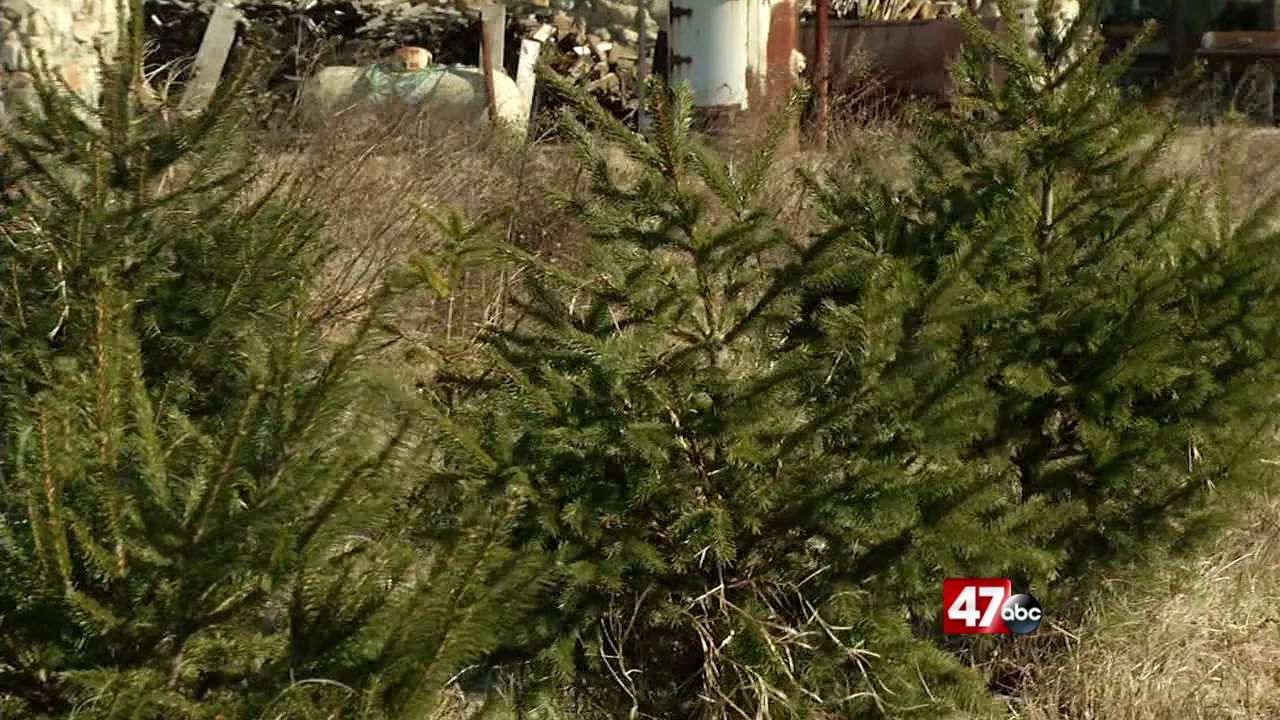Christmas tree collection scheduled for Jan. 8th in Salisbury 47abc