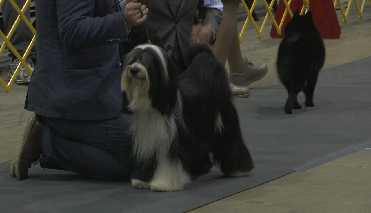 Eastern Shore Classic Dog Show comes to Salisbury 47abc