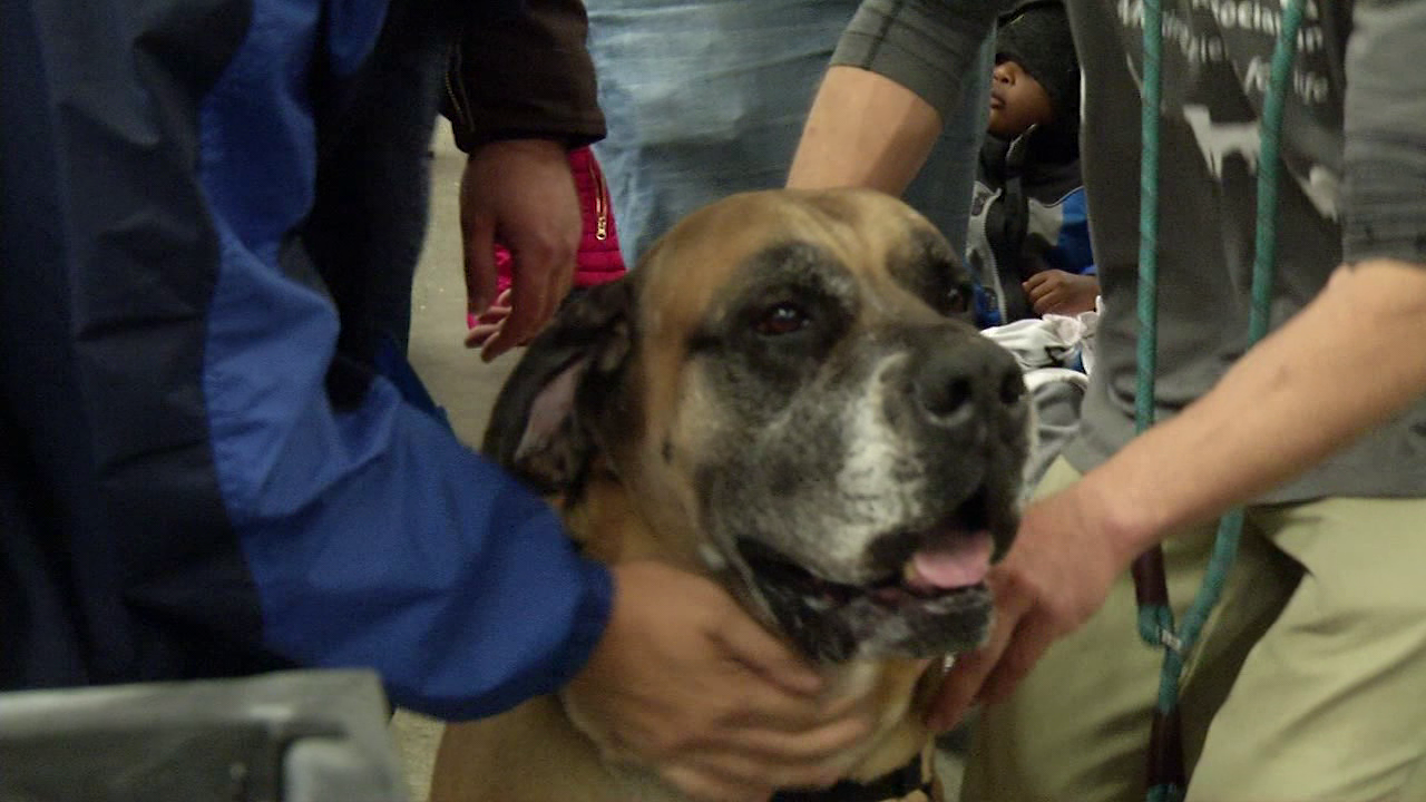 Hundreds Of Shelter Animals Find Their Forever Homes At Mega Adoption ...