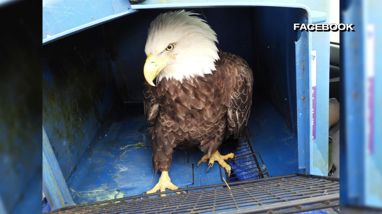 Lead poisoning kills bald eagle - 47abc