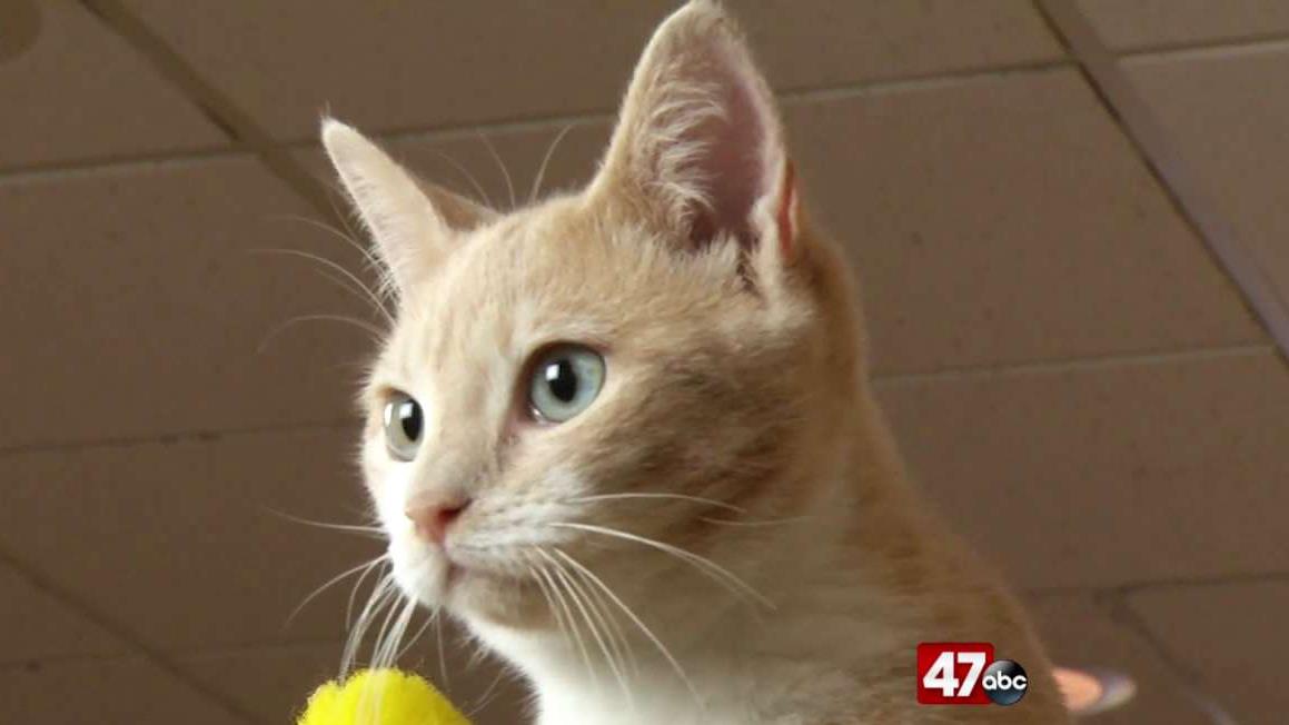 Pets on the Plaza: Meet Skippy - 47abc