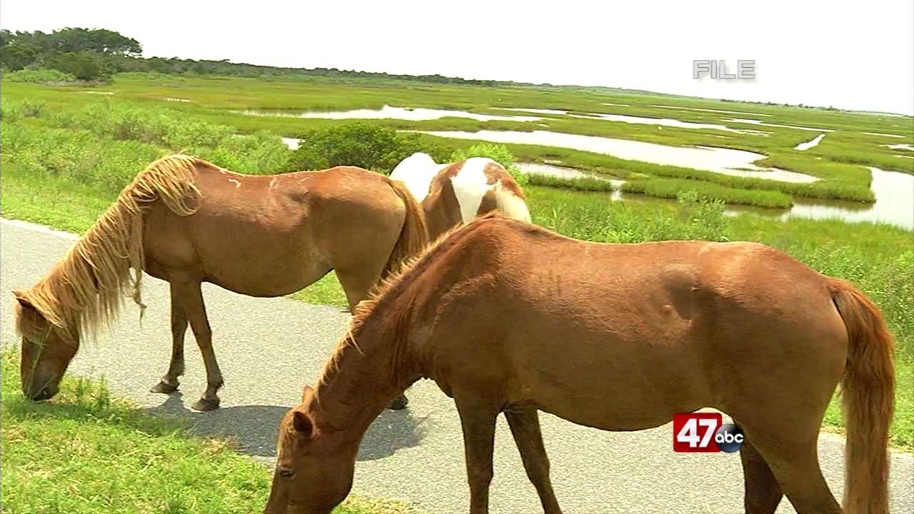 2021 Chincoteague Carnival and Pony Penning canceled 47abc