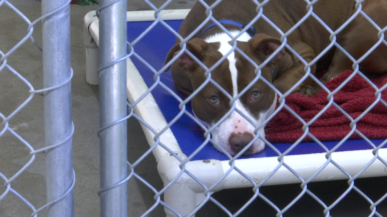 Changes could be coming to Talbot County's animal ordinance - 47abc