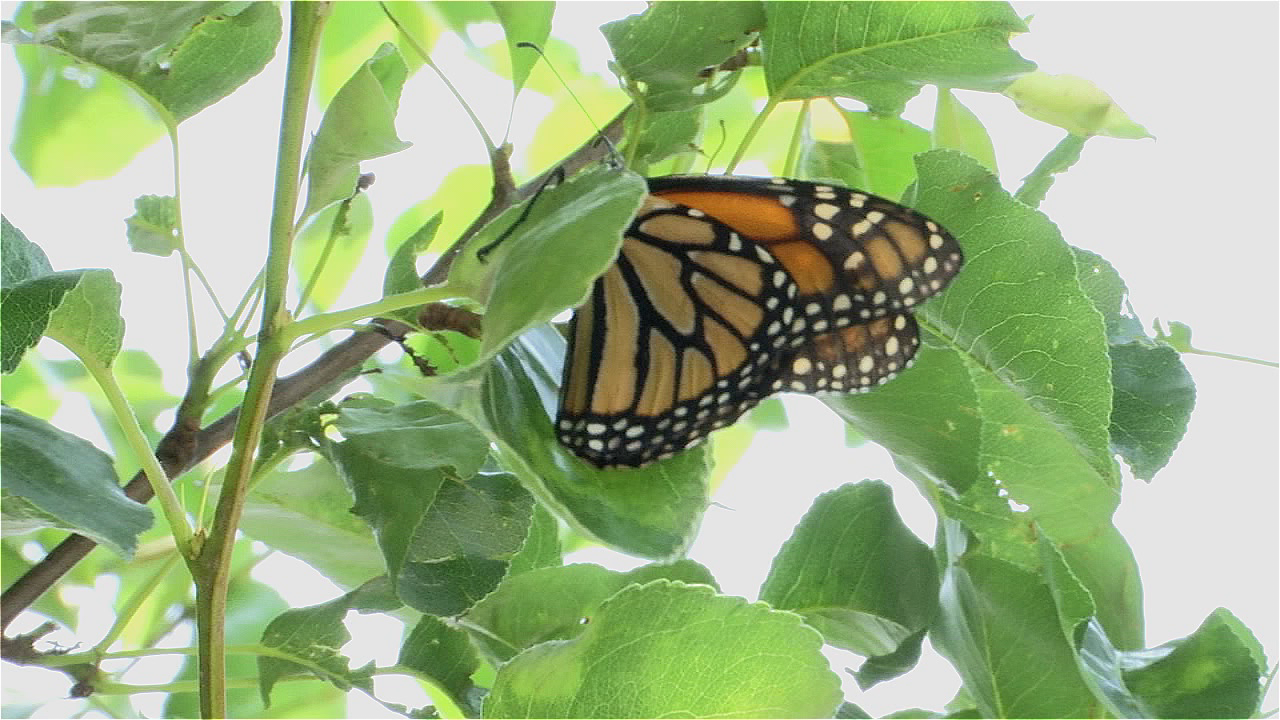 Butterfly release honors loved ones affected by cancer 47abc