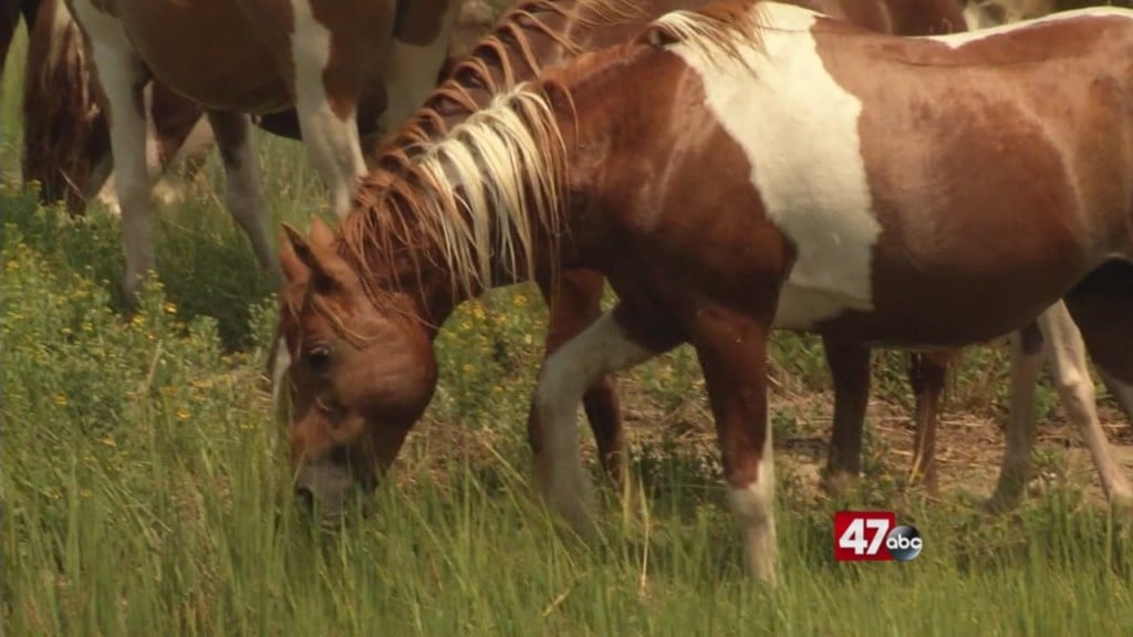 chincoteague Archives - 47abc