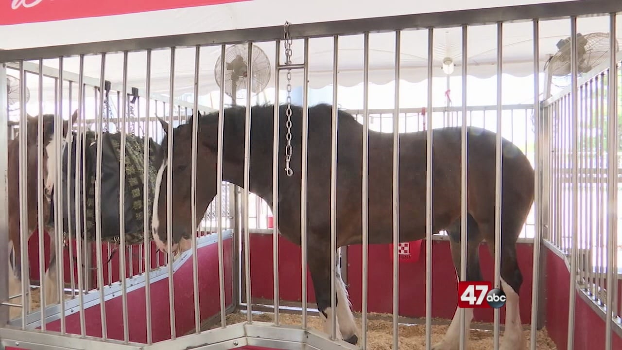 Budweiser Clydesdales highlight famous guests at Delaware State Fair