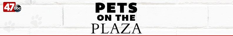 PetsonthePlaza_Homepage