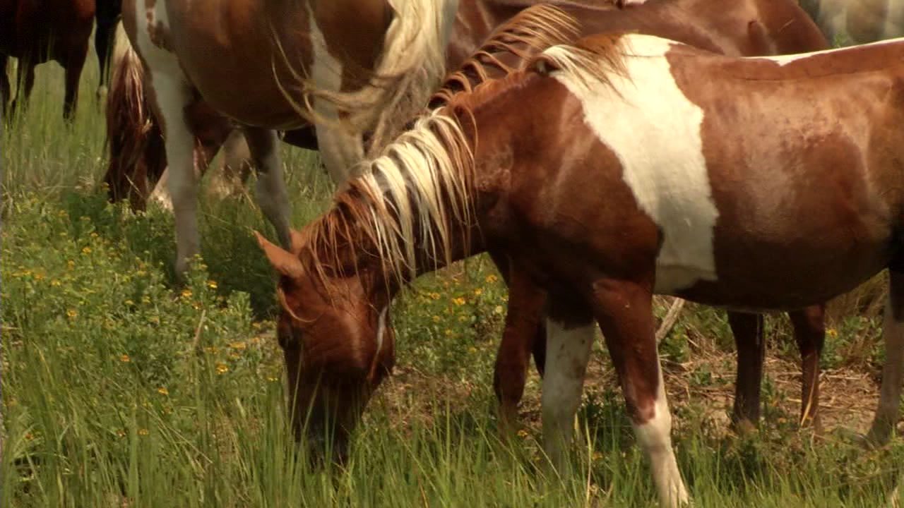 Chincoteague Prepares For Heavy Influx Of Visitors 47abc