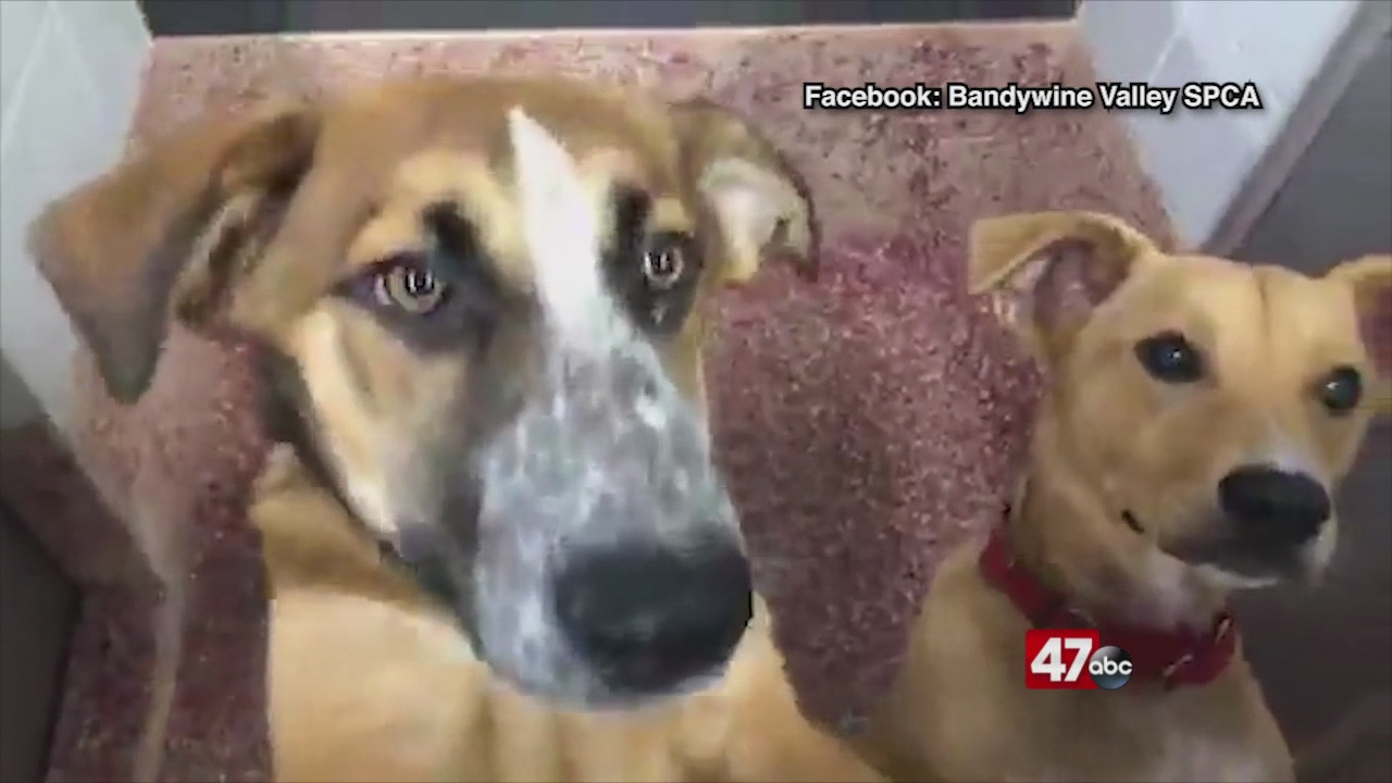 Brandywine Valley SPCA participates in "Clear the Shelters" campaign