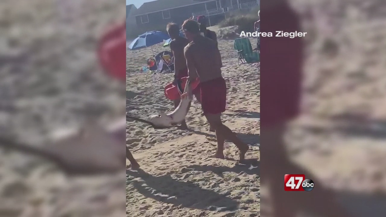 Shark Washes Ashore In Rehoboth Beach Put In Trash Can 47abc