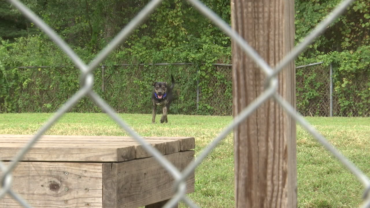 Renovated shelter gives animals a new "leash" on life 47abc