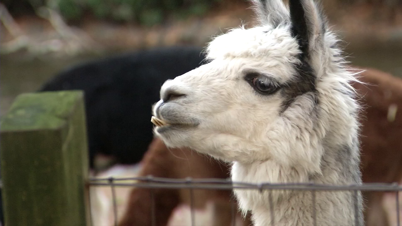 Adopt an animal from the zoo this holiday season - 47abc