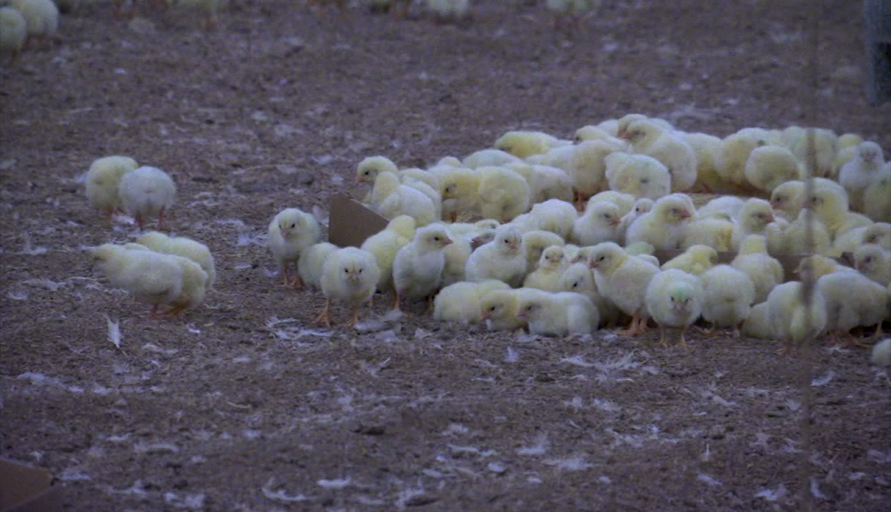 Study estimates ammonia emissions from Eastern Shore poultry farms