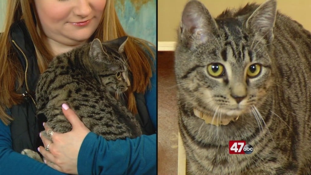 Pets On The Plaza: Meet Maori And Tasman