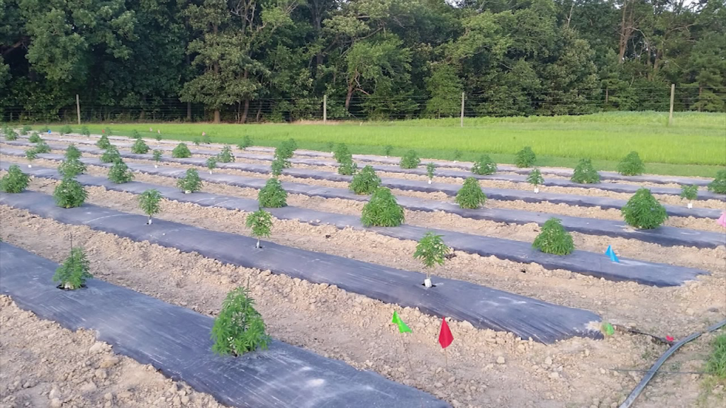 Baywater Hemp Farm