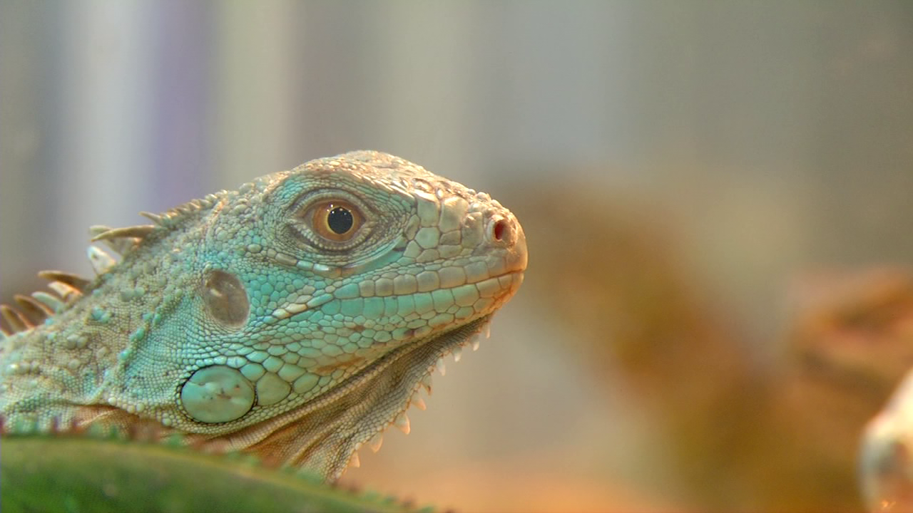 Snakes and lizards steal the show at Repticon - 47abc