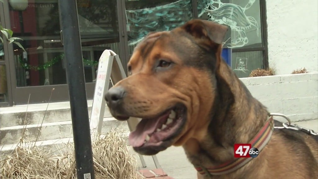 Pets On The Plaza: Meet Spuds
