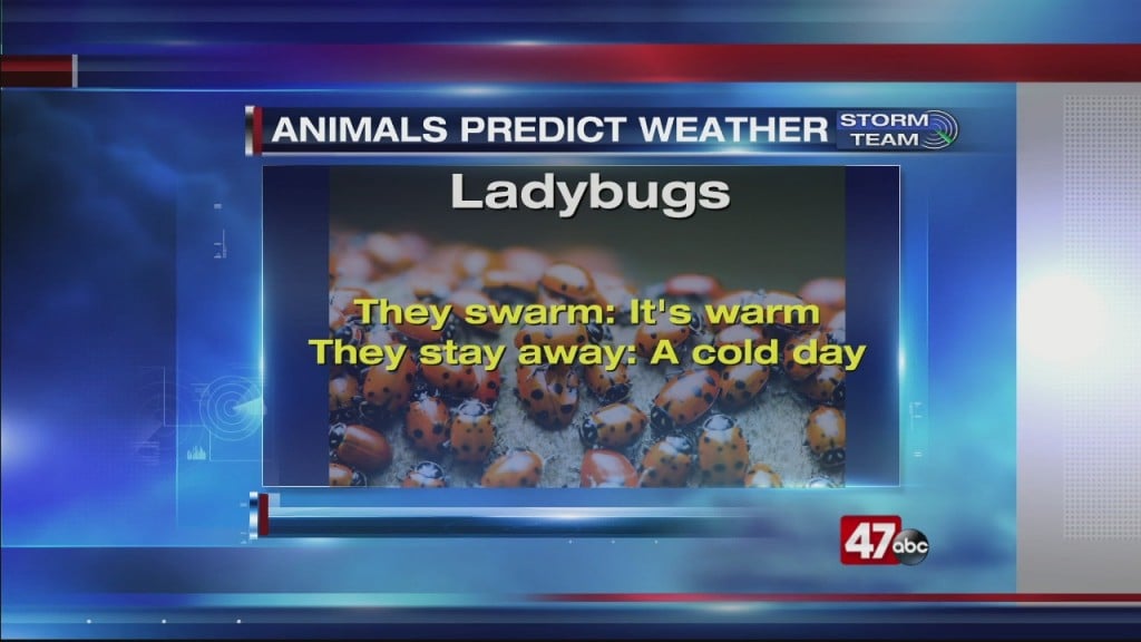 Weather 101: 3.20.20 (animal Predictions)