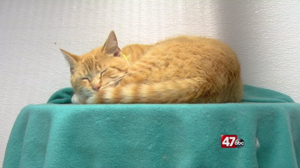 New Brandywine Spca Campus