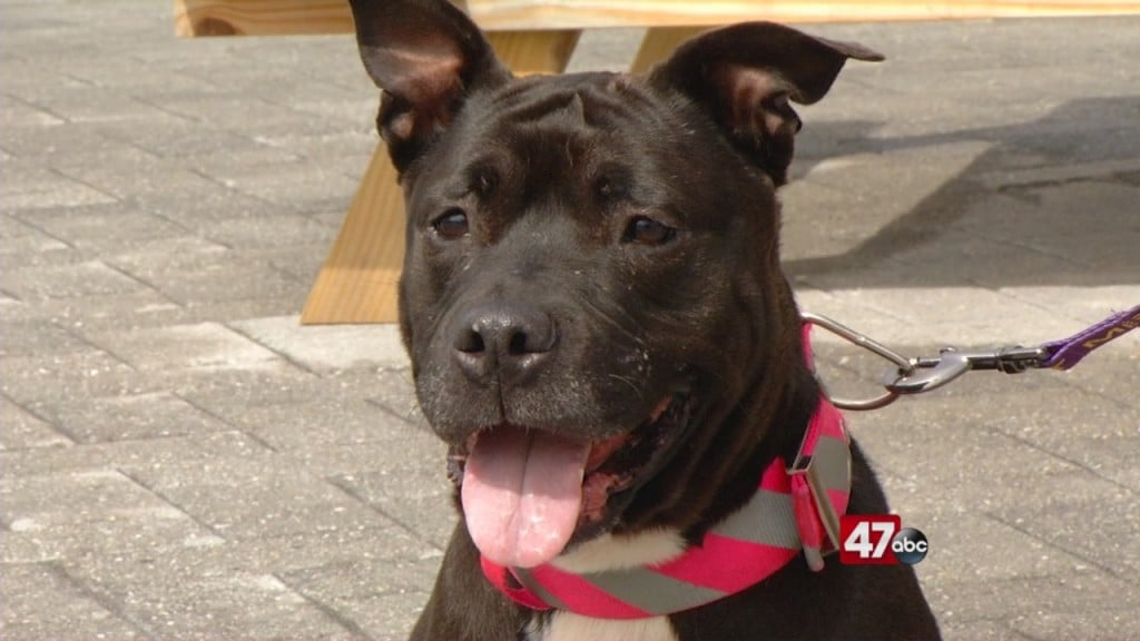 Pets On The Plaza: Meet Maggie