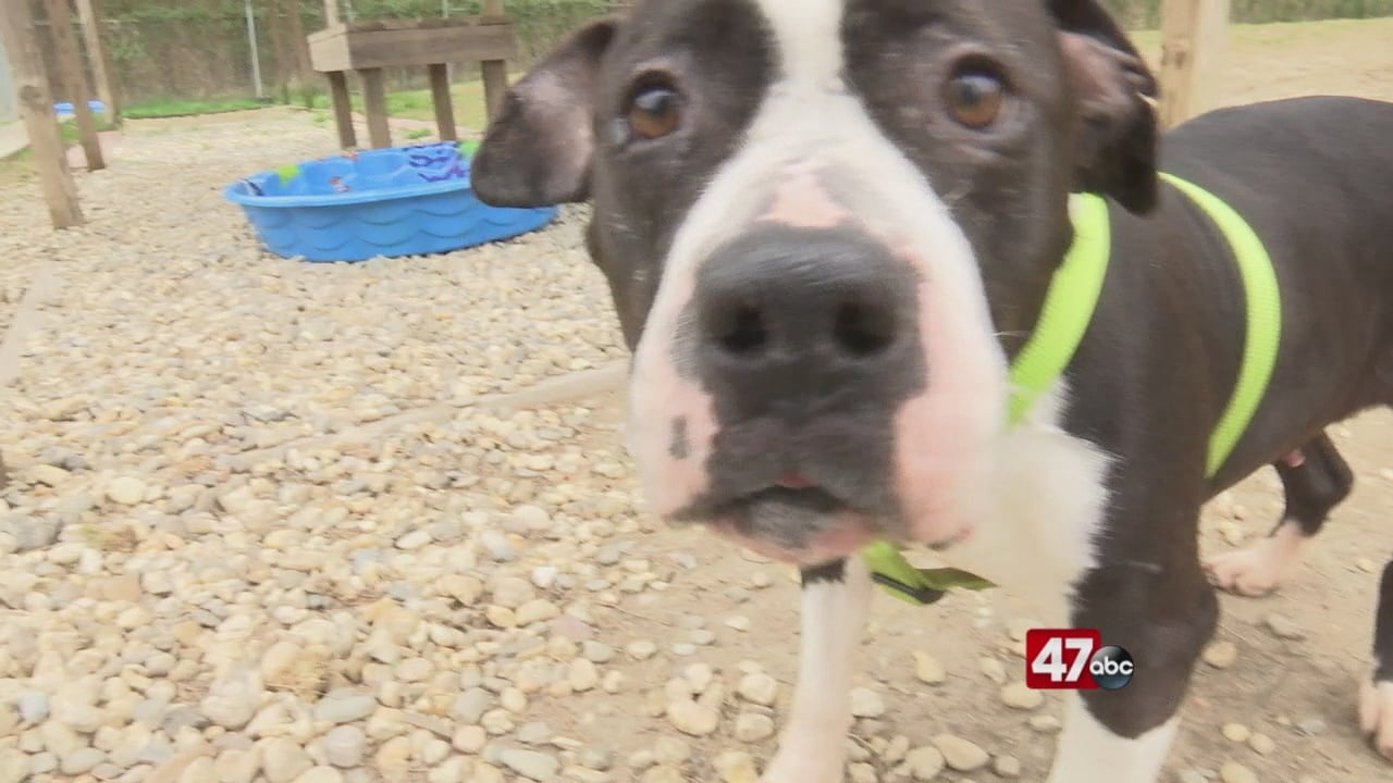 Brandywine Valley SPCA using new technology to reunite lost pets with ...