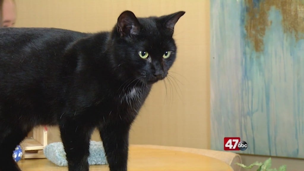 Pets On The Plaza: Meet Cosmos