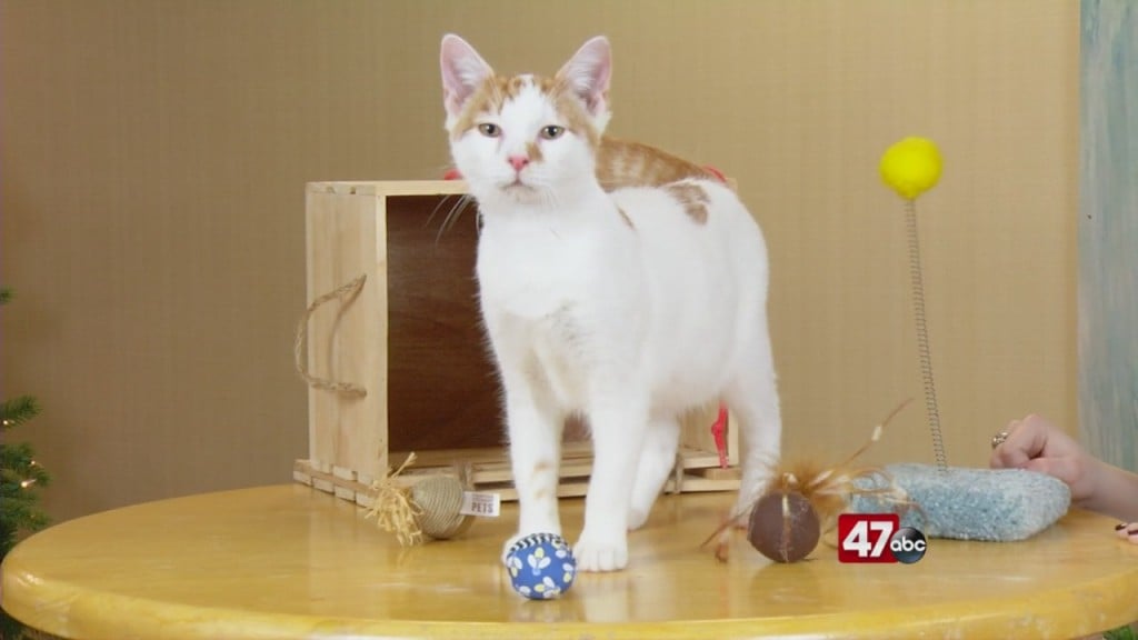Pets On The Plaza: Meet Ozzy