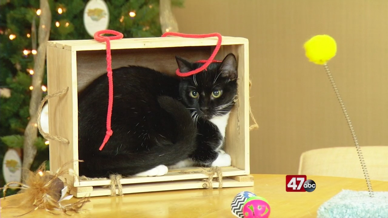 Pets on the Plaza Meet Bristol 47abc