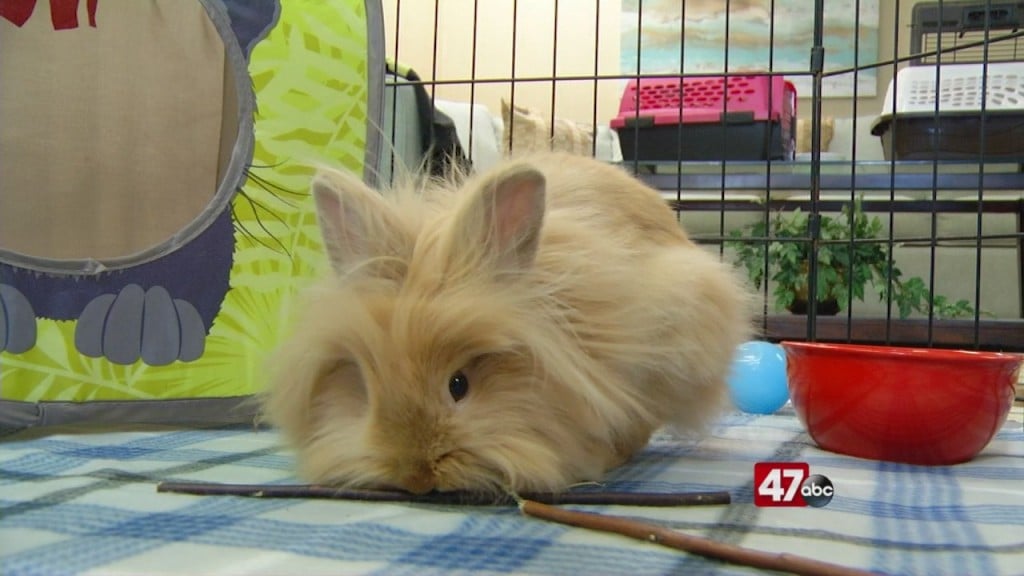 Pets On The Plaza: Meet Link