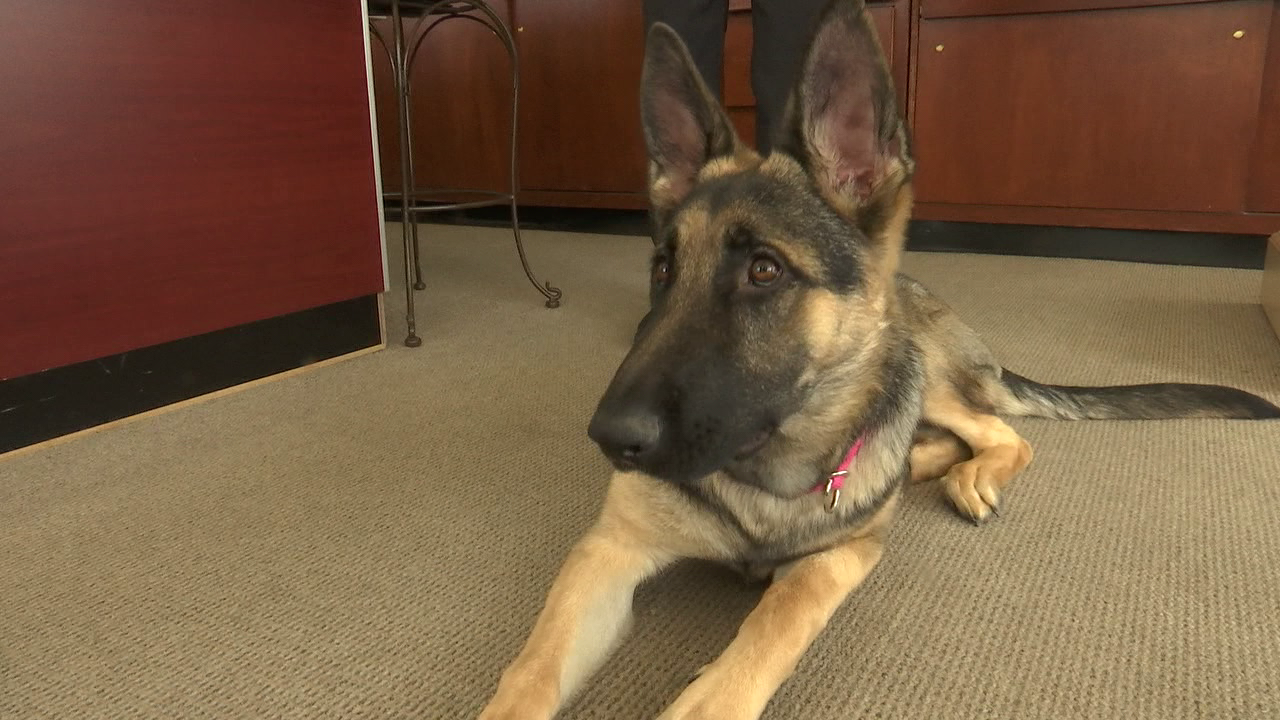 New legislation giving dogs more protection in Delaware 47abc