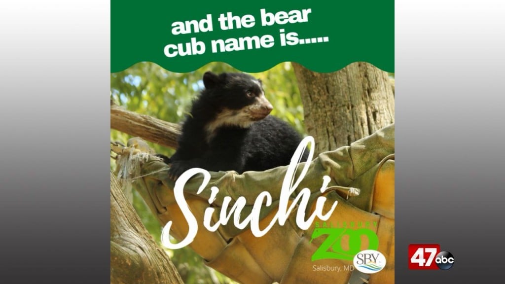 1280 Zoo Bear Cub