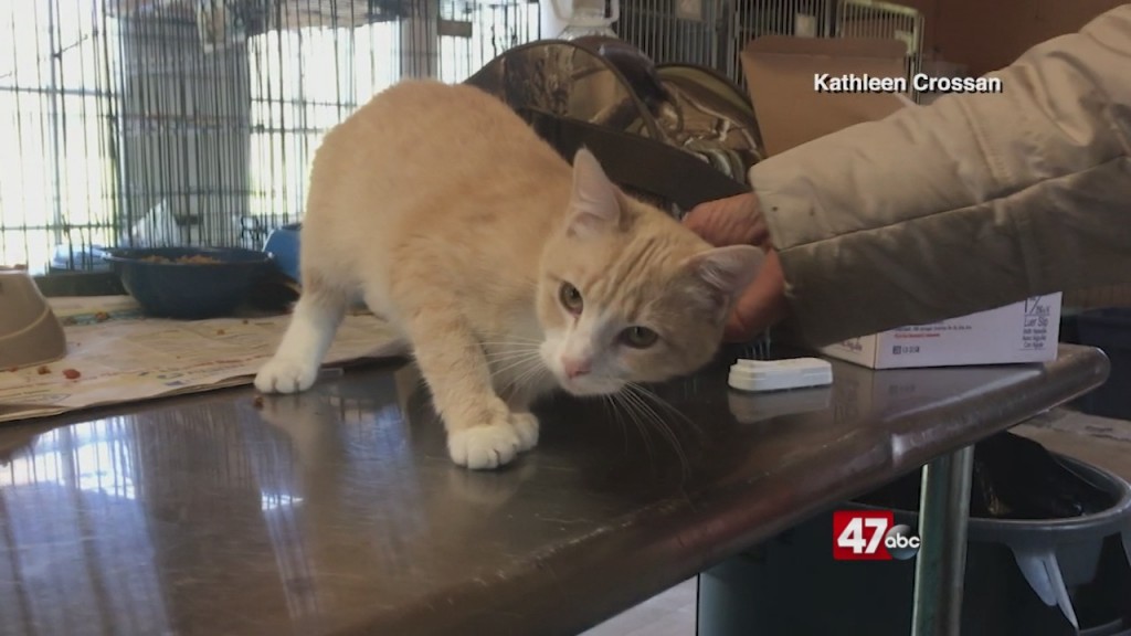 Pets On The Plaza: Meet Ginger