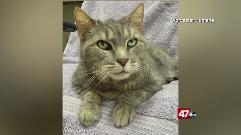 Pets On The Plaza: Meet Maddie