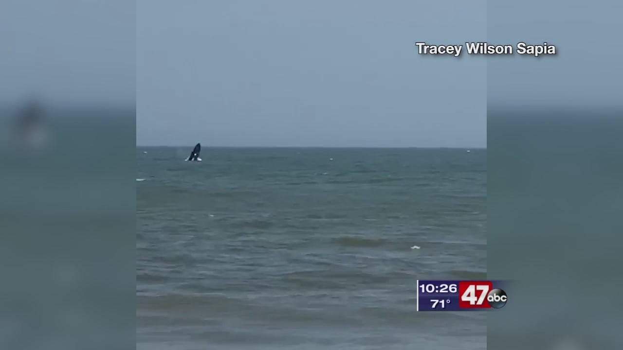 Whale spotted off the Ocean City coast 47abc