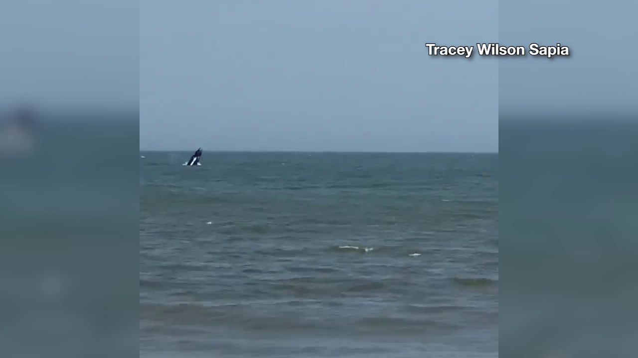 Whale caught breaching off the coast of Ocean City 47abc