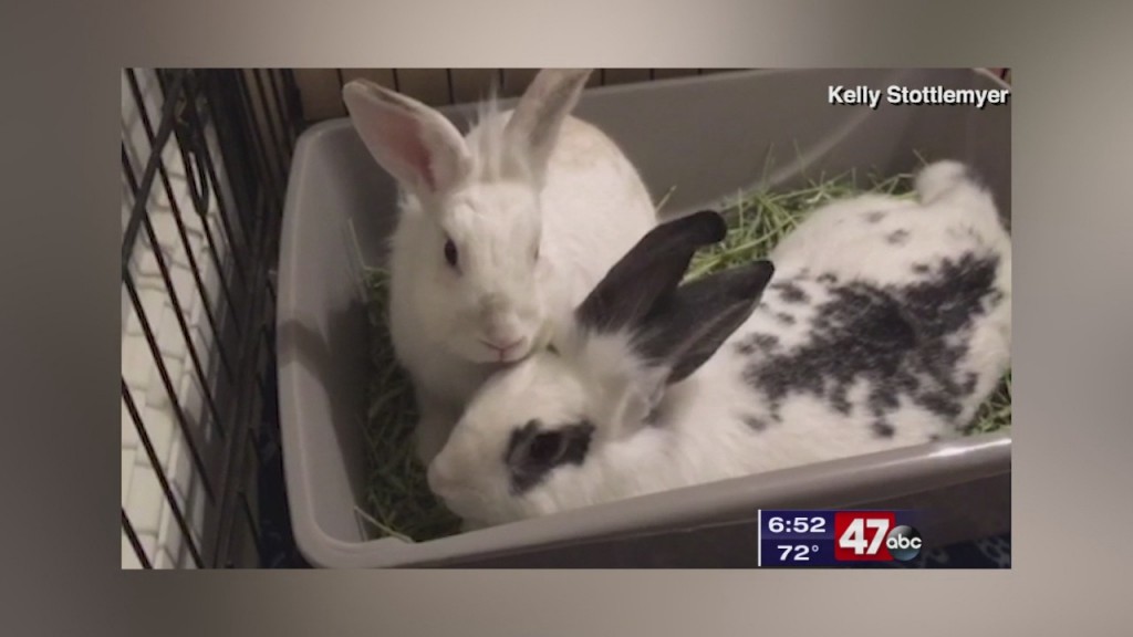 Pets On The Plaza: Meet Misty And Annabelle