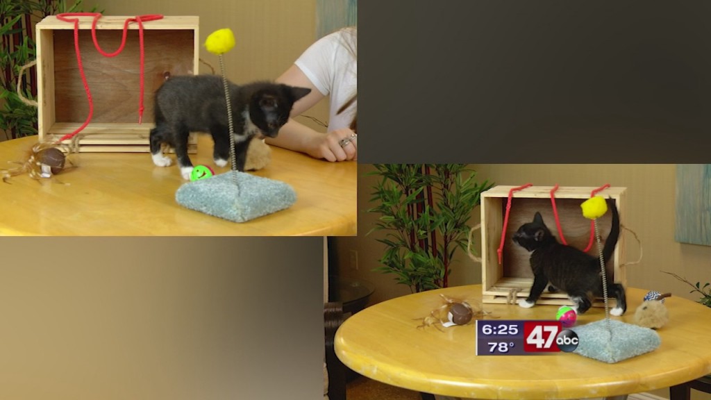 Pets On The Plaza: Meet Glameow And Sneasal