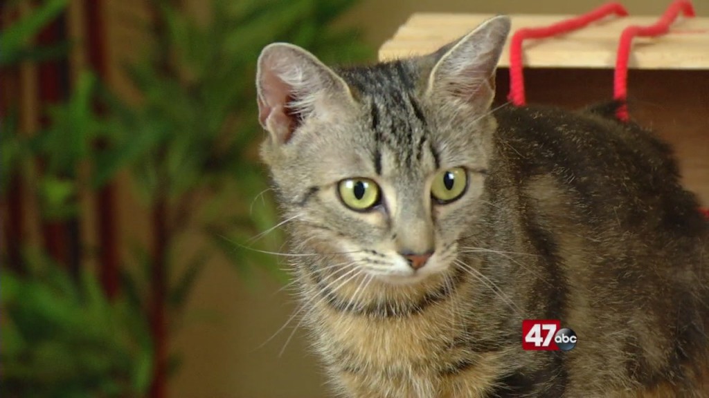 Pets On The Plaza: Meet Mau Mau
