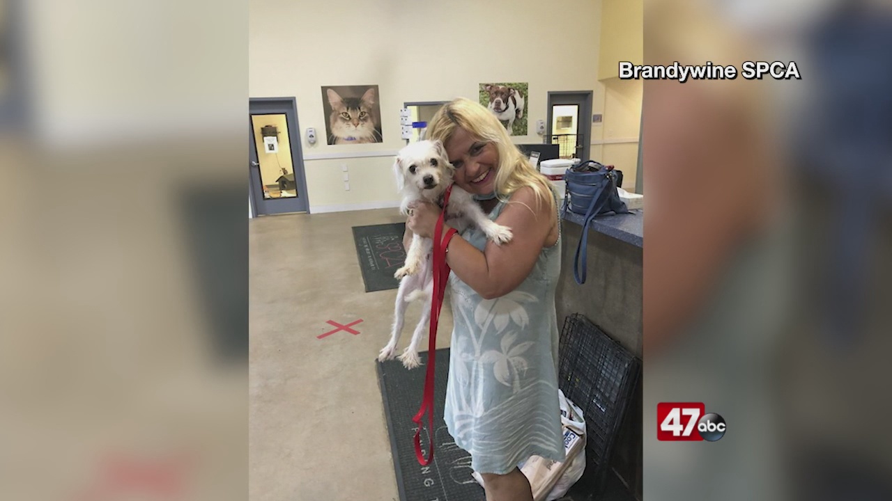 Brandywine Valley SPCA announces 225 adoptions in less than one week
